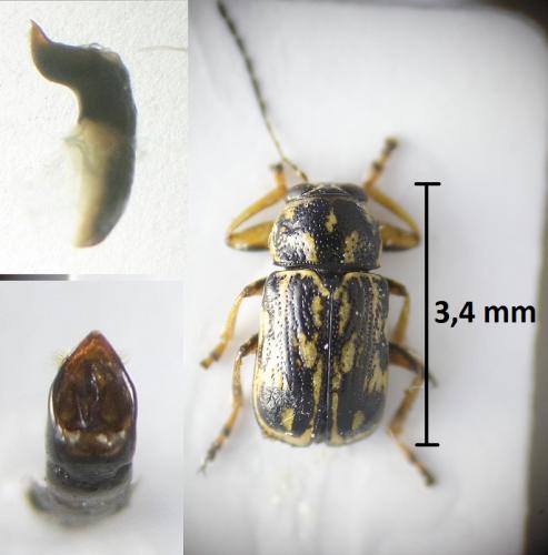 Pachybrachis fallaciosus